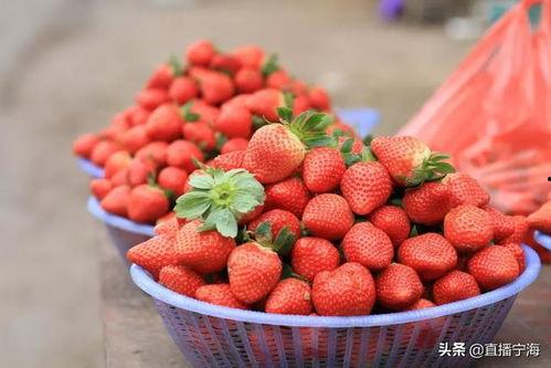 完整国产免费水莓100,免费品尝100份水莓的甜蜜诱惑  第3张